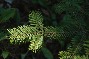 Abies durangensis