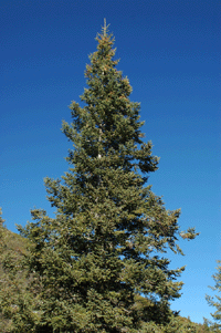 Abies vejarii var. macrocarpa
