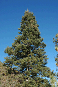 Abies vejarii var. macrocarpa