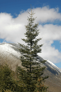 Abies vejarii var. macrocarpa