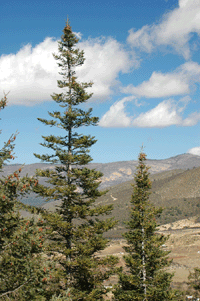 Abies vejarii var. macrocarpa