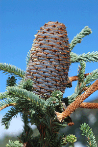 Abies vejarii var. macrocarpa