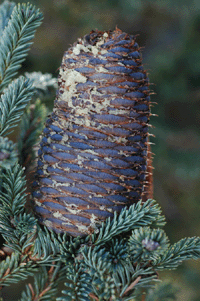 Abies vejarii var. macrocarpa