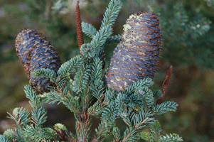 Abies vejarii var. macrocarpa