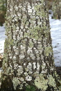 Abies vejarii var. macrocarpa