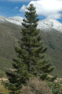 Abies mexicana