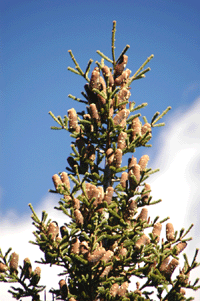Abies mexicana