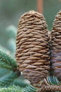 Abies mexicana