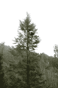 Abies neodurangensis