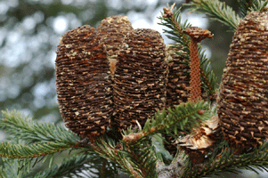 Abies vejarii