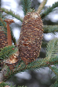 Abies vejarii