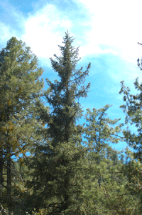 Picea chihuahuana