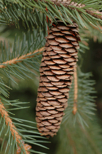 Picea chihuahuana