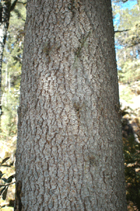 Picea chihuahuana