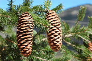 Picea martinezii