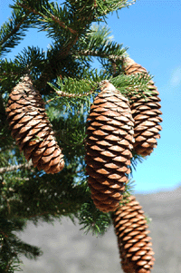 Picea martinezii