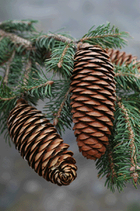 Picea martinezii
