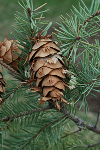 Pseudotsuga menziesii glauca