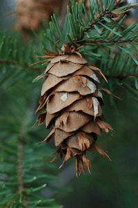 Pseudotsuga menziesii glauca