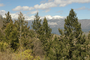 Pseudotsuga menziesii glauca