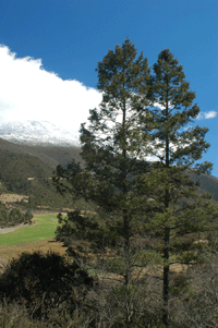 Pseudotsuga menziesii glauca