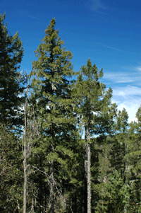 Pseudotsuga menziesii glauca