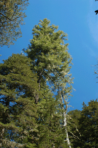 Pseudotsuga menziesii glauca