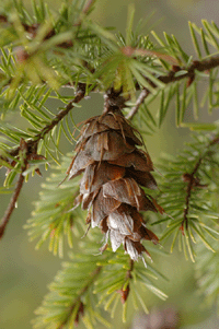 Pseudotsuga menziesii glauca