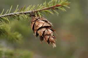 Pseudotsuga menziesii glauca