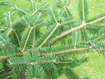 Abies forrestii