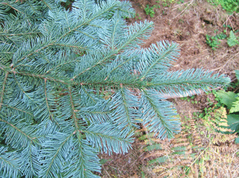 Abies magnifica