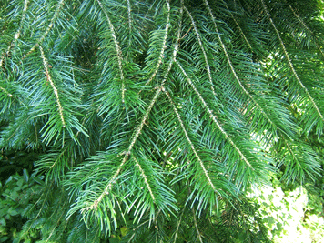 Abies pindrow