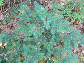 Abies magnifica