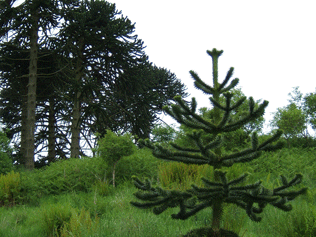 Araucaria araucana