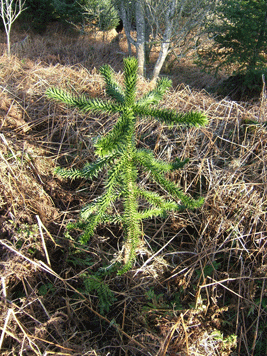 Araucaria araucana