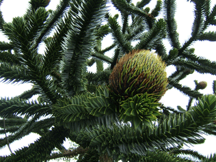 Araucaria araucana