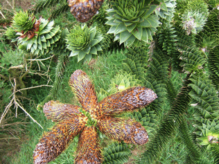 Araucaria araucana