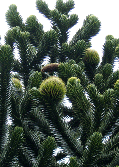 Araucaria araucana