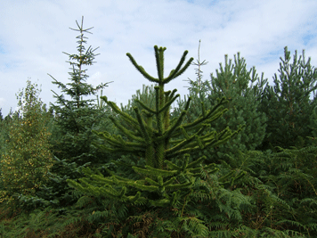 Araucaria araucana