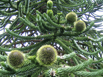 Araucaria araucana