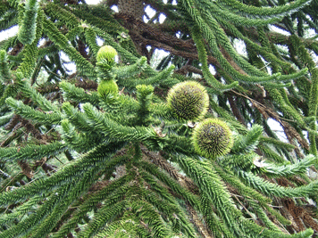 Araucaria araucana