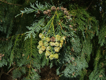 Chamaecyparis lawsoniana