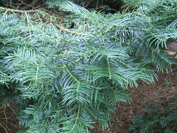 Cephalotaxus fortunei