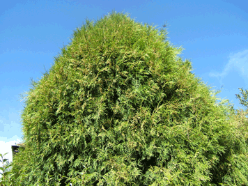 Cupressus funebris
