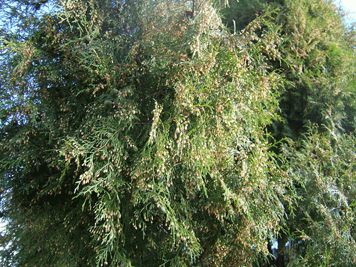 Cupressus funebris