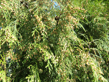 Cupressus funebris