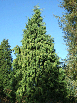 Cupressus x notabilis
