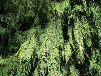 Cupressus x notabilis