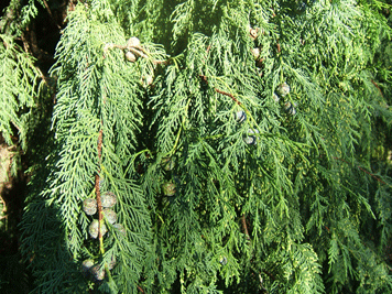Cupressus x notabilis
