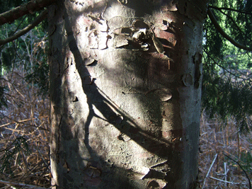 Cupressus x notabilis